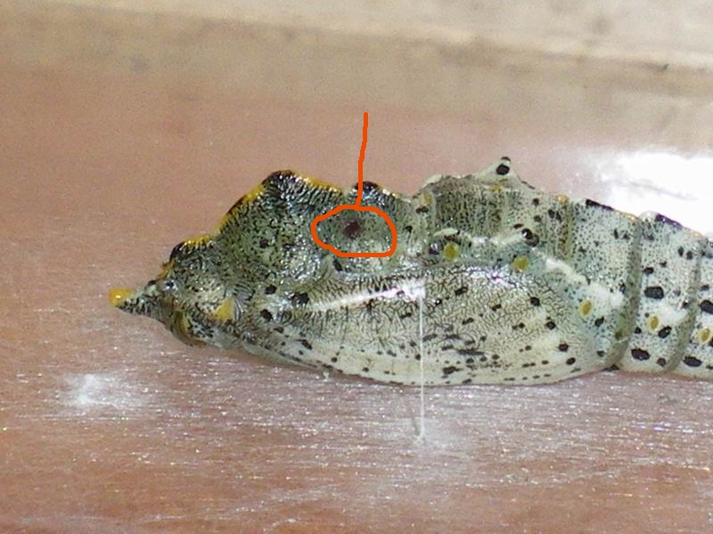 Pupa: Pieris brassicae